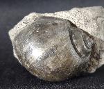 Ampullina vulcani (BRONGNIART 1823) - Bild &copy; FossNet FossilienStore